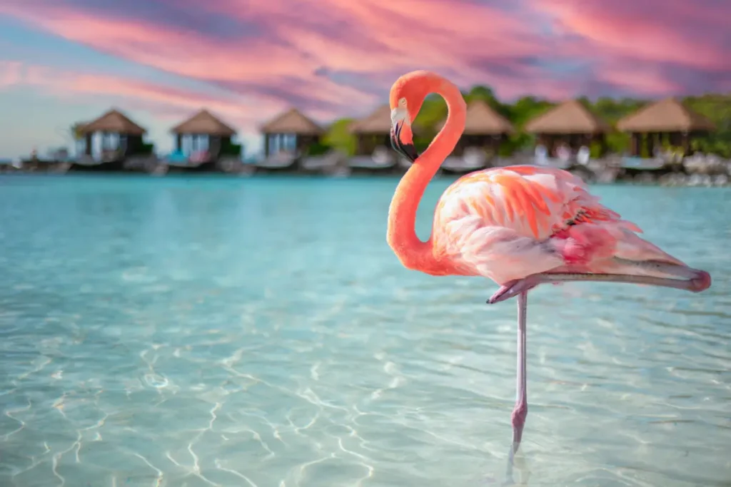 primer-plano-de-un-flamenco-en-el-mar-en-la-isla-renacentista-de-aruba